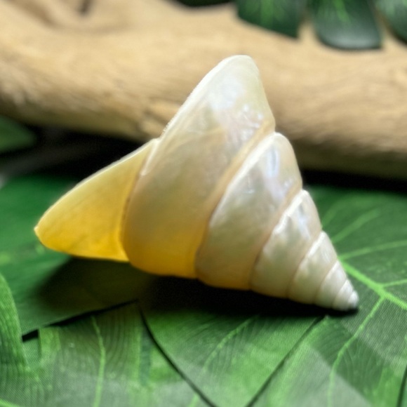 LARGE PEARLIZED COMMERCIAL TROCHUS TOP SHELL DISPLAY COLLECTOR SEASHELL COASTAL - Picture 13 of 15